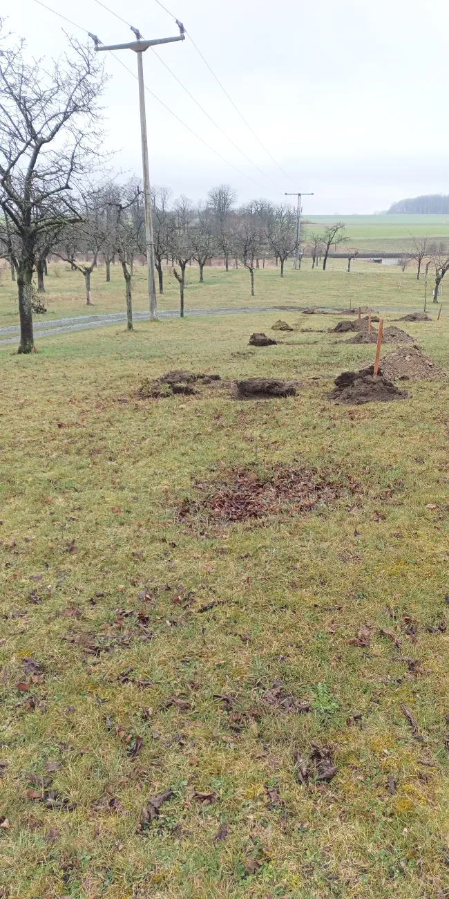 Obstbaumpflanzung2026-12.webp
