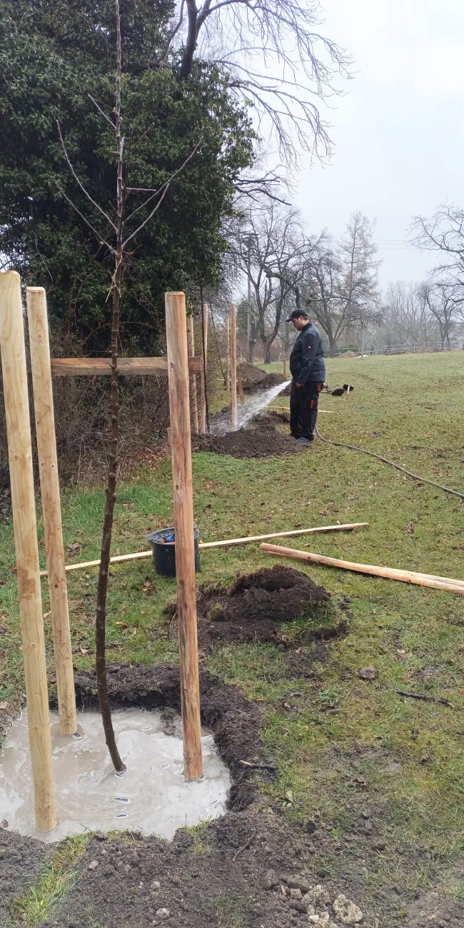 Obstbaumpflanzung2026-21.webp